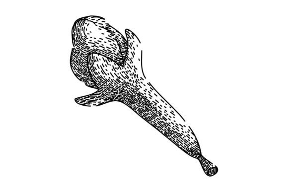 Download Aroma Clove Spice Sketch Hand Drawn Vect - Hand Collection