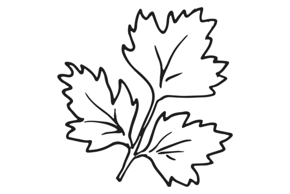Download Parsley Leaf. Hand Drawn Cooking Aroma H - Hand Collection